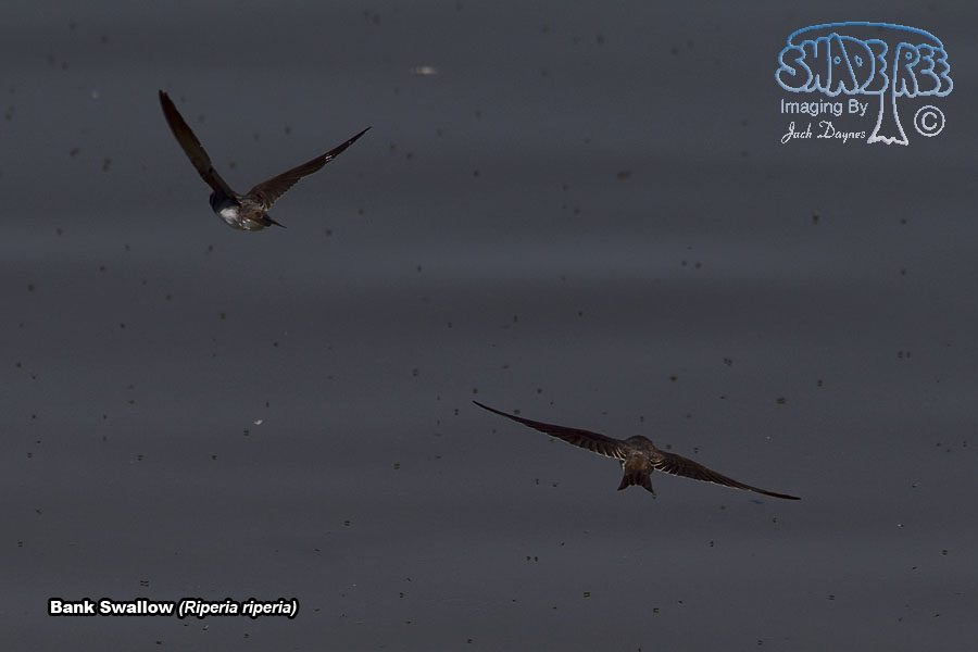 Bank Swallow - Riparia riparia