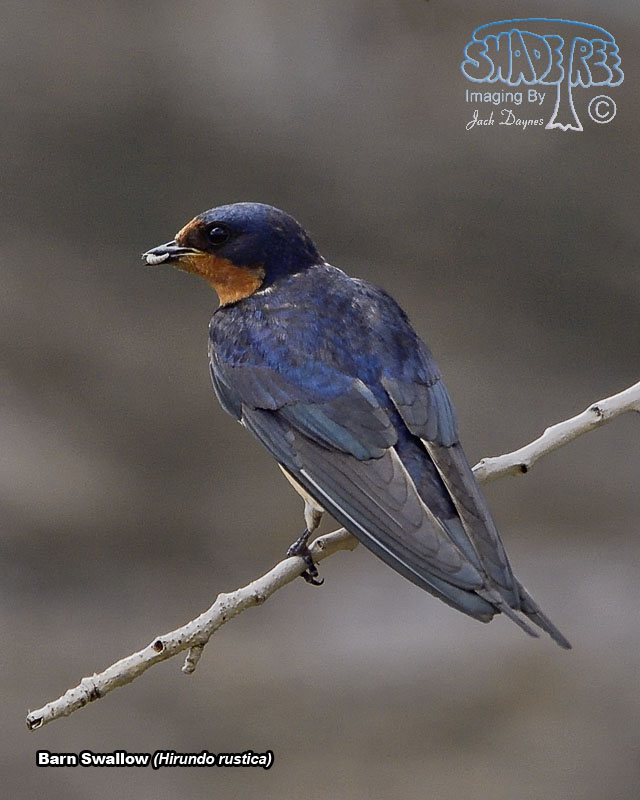 Barn Swallow - Hirundo rustica