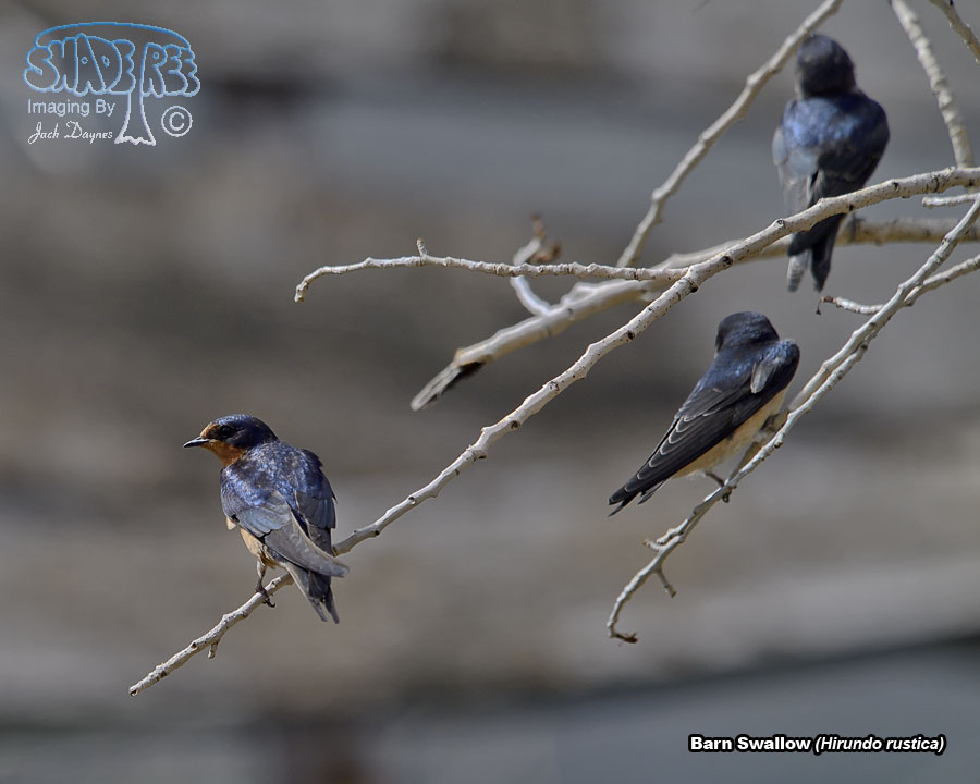 Barn Swallow - Hirundo rustica