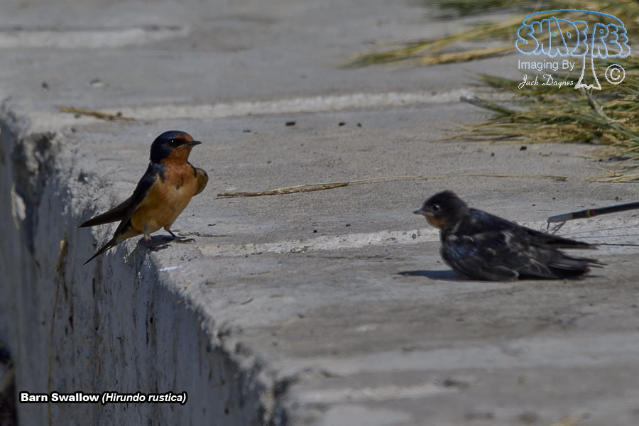 Barn Swallow - Hirundo rustica