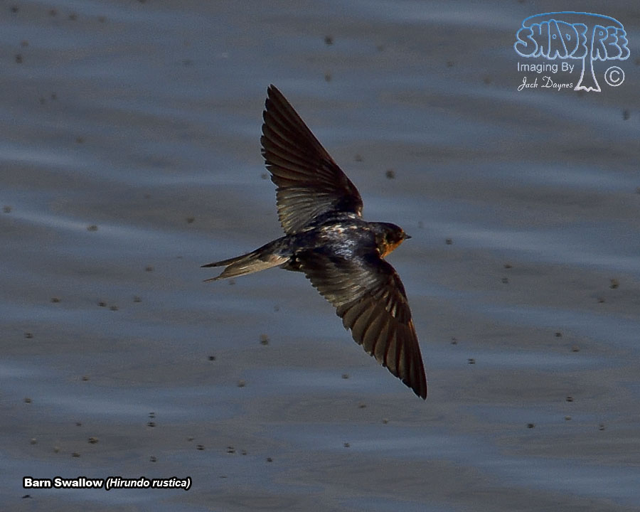 Barn Swallow - Hirundo rustica