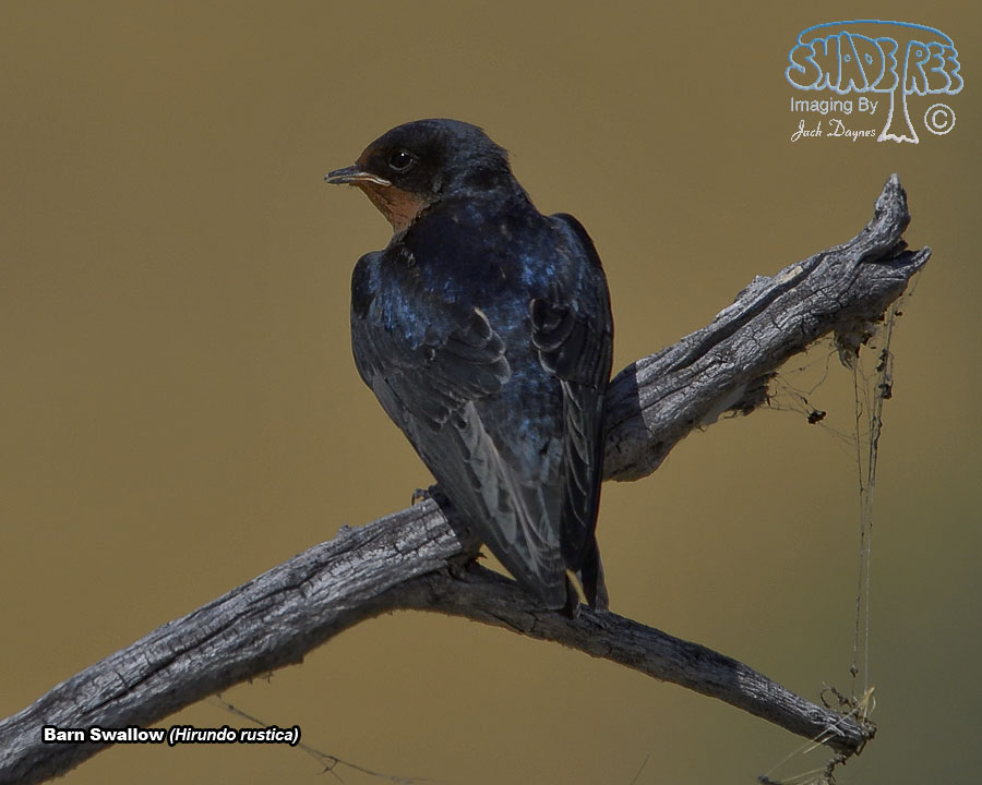 Barn Swallow - Hirundo rustica