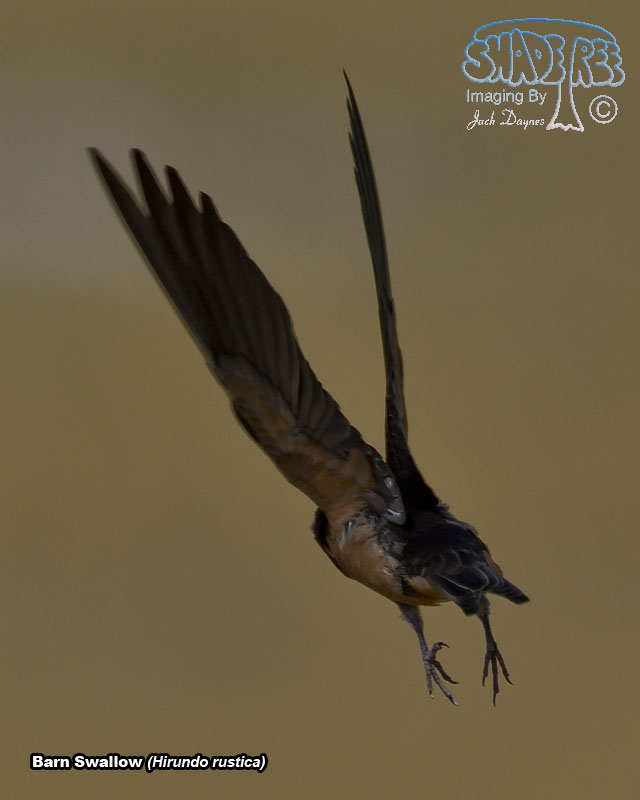 Barn Swallow - Hirundo rustica