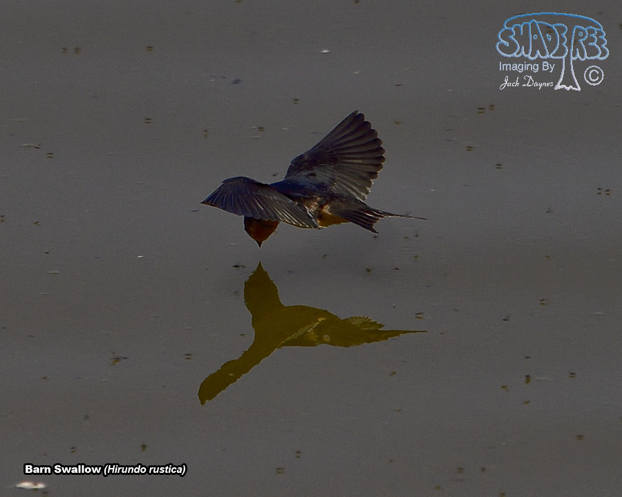 Barn Swallow - Hirundo rustica