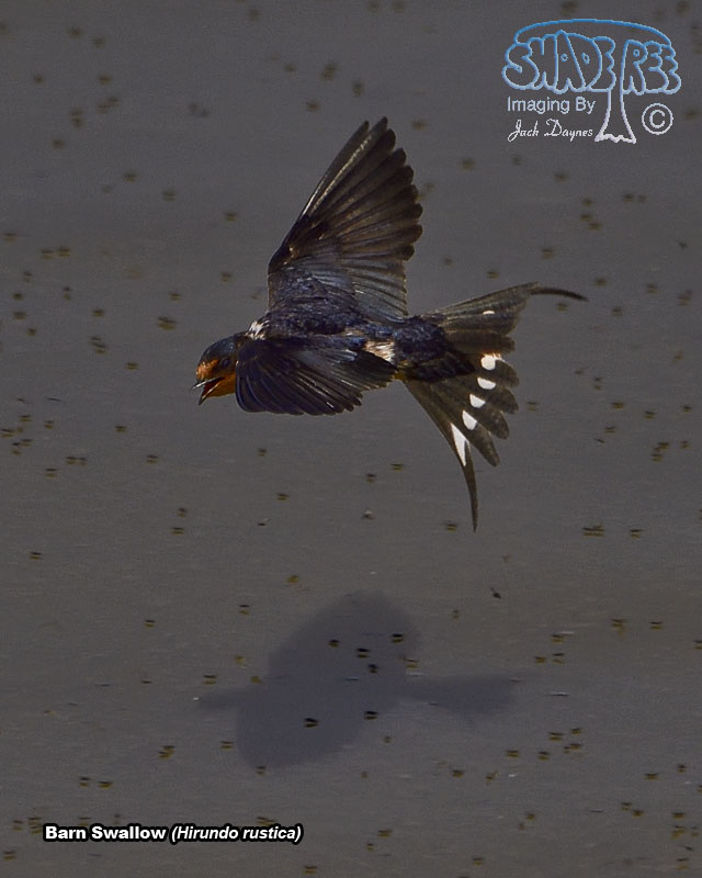 Barn Swallow - Hirundo rustica