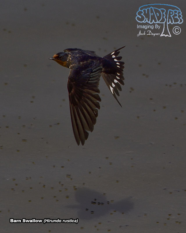 Barn Swallow - Hirundo rustica