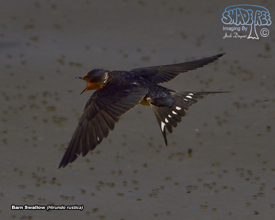 Barn Swallow - Hirundo rustica