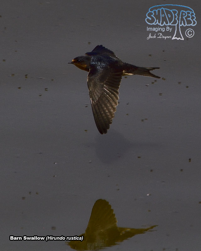 Barn Swallow - Hirundo rustica