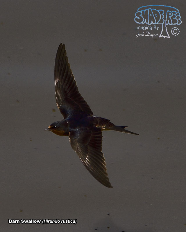 Barn Swallow - Hirundo rustica