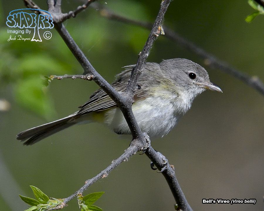 Bell's Vireo - Vireo bellii