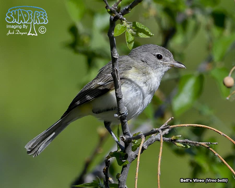 Bell's Vireo - Vireo bellii