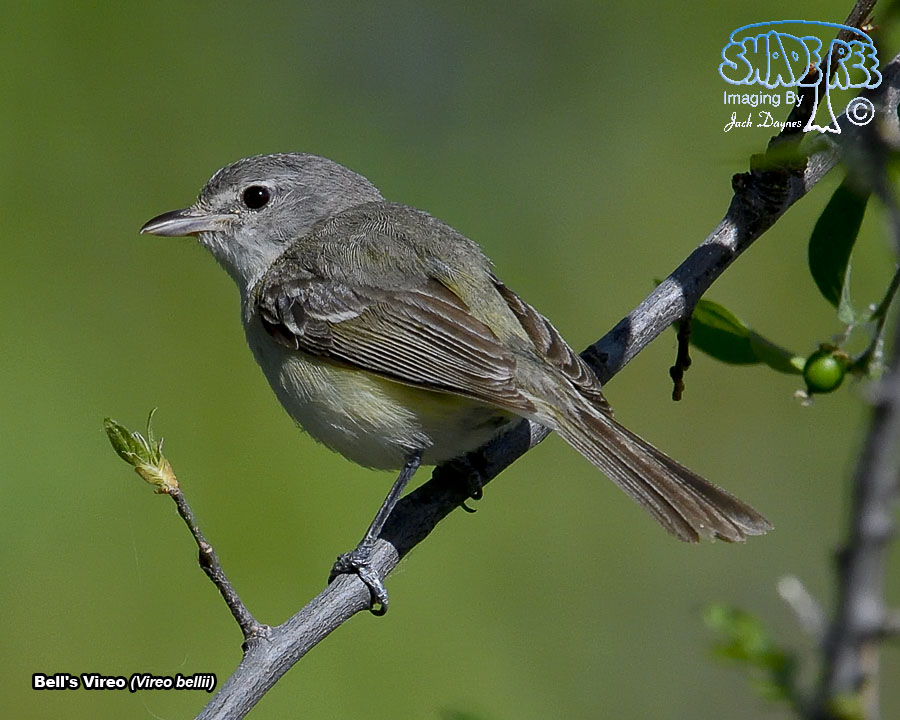 Bell's Vireo - Vireo bellii