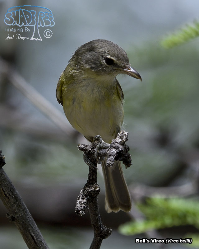 Bell's Vireo - Vireo bellii