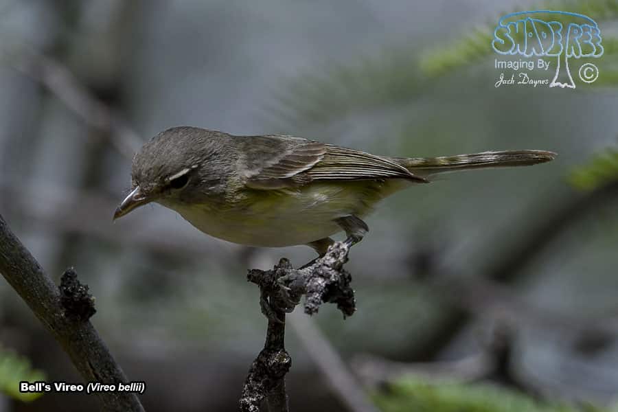 Bell's Vireo - Vireo bellii