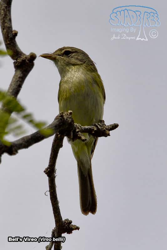 Bell's Vireo - Vireo bellii