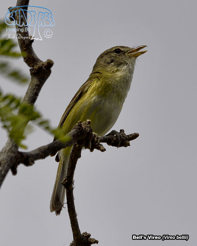 Bell's Vireo - Vireo bellii