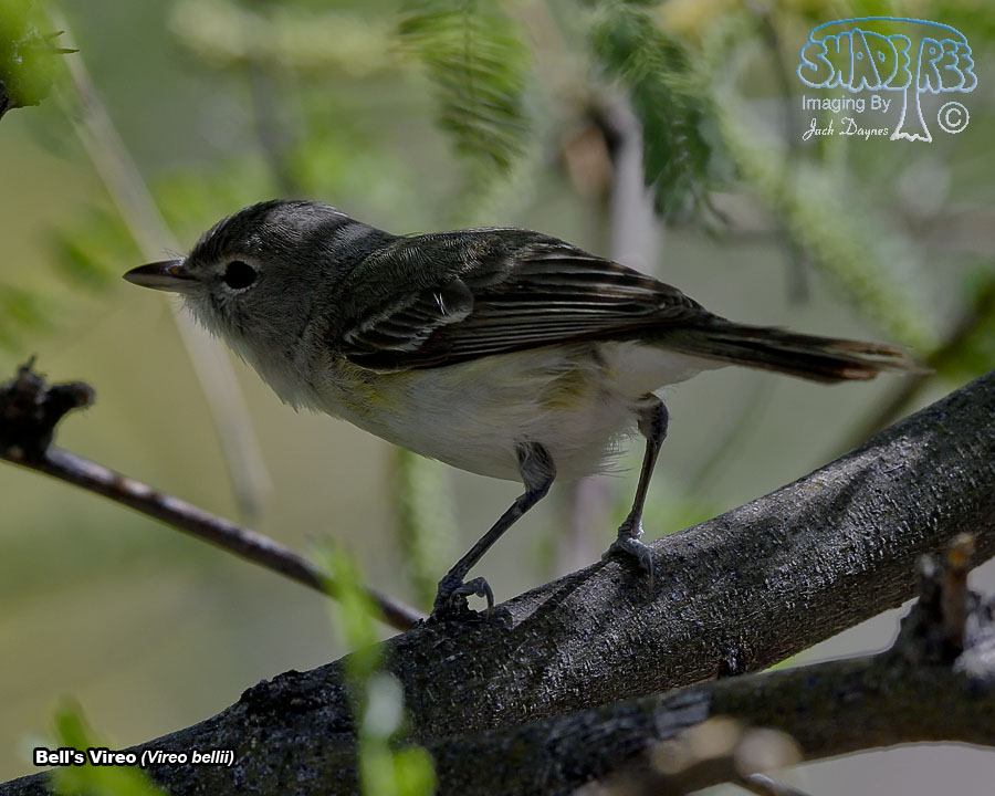 Bell's Vireo - Vireo bellii