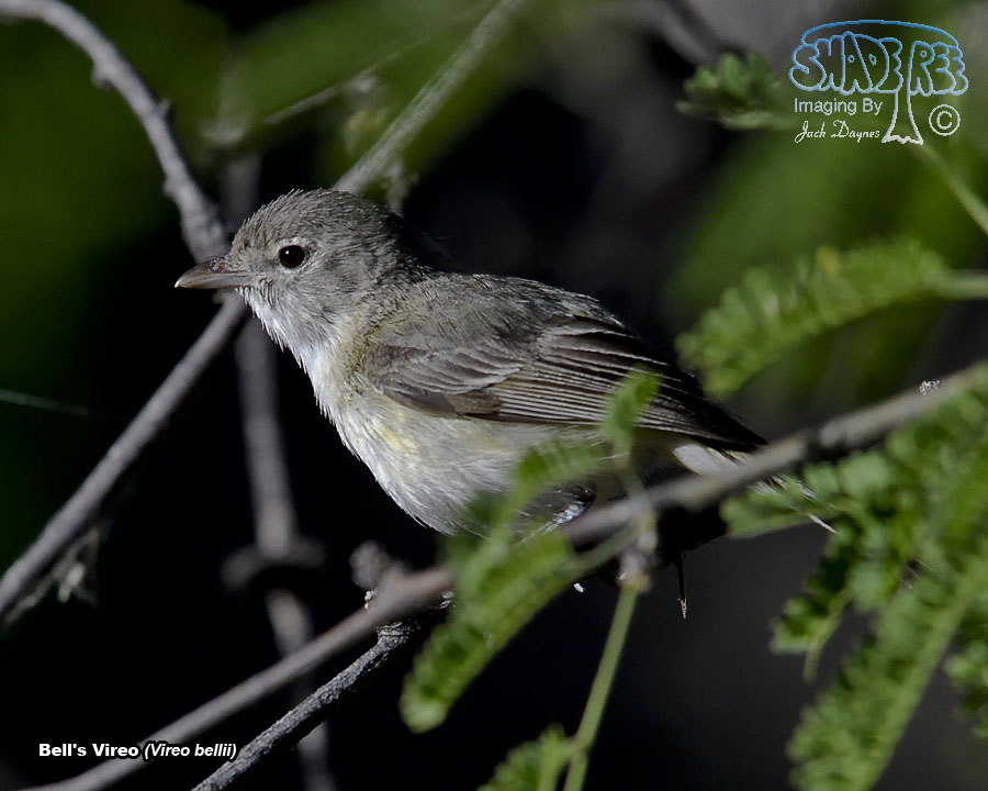 Bell's Vireo - Vireo bellii