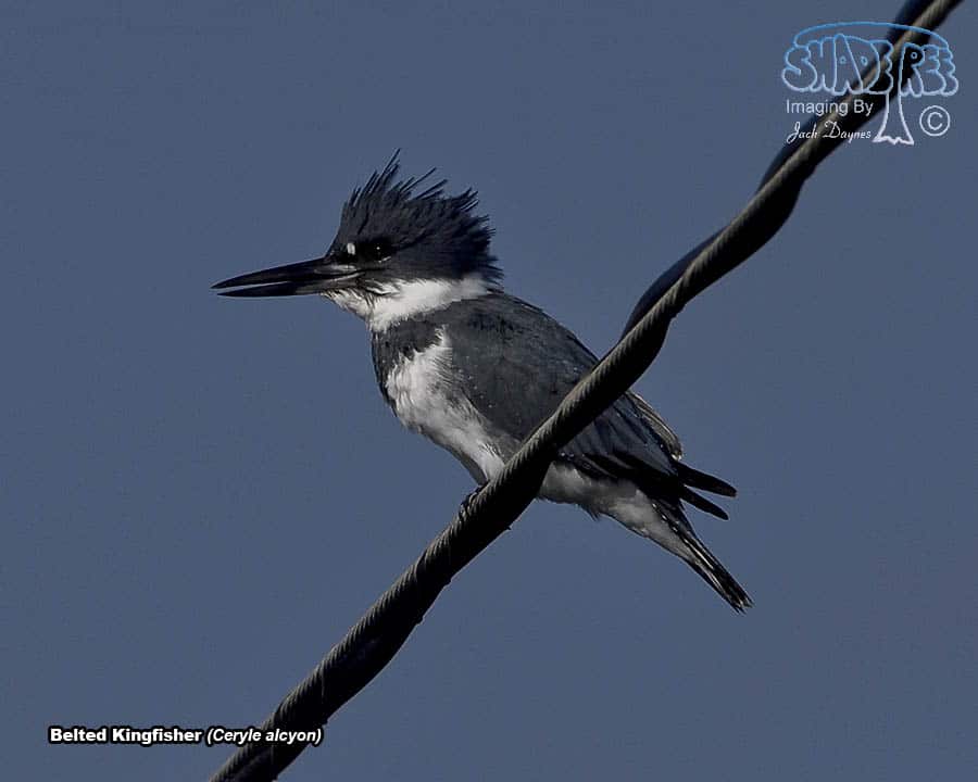 Belted Kingfisher - Ceryle alcyon