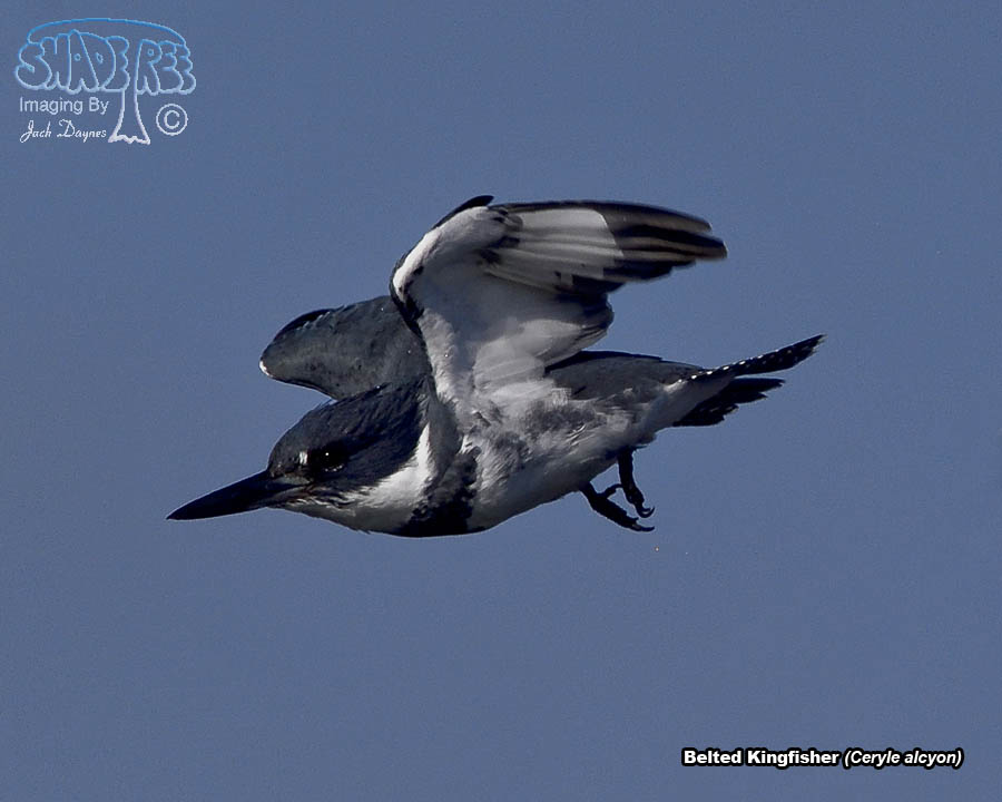 Belted Kingfisher - Ceryle alcyon