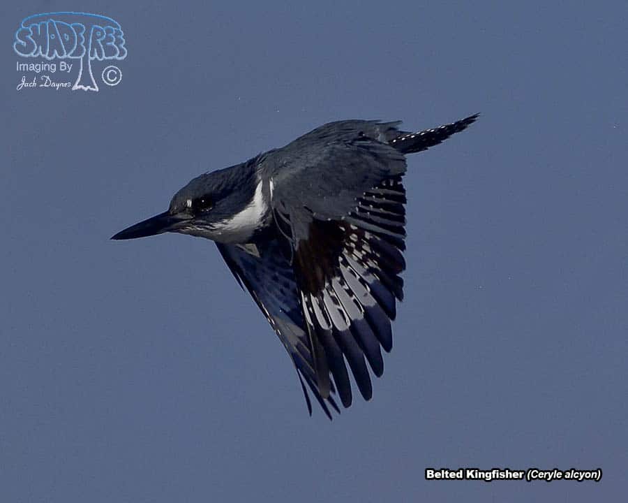 Belted Kingfisher - Ceryle alcyon