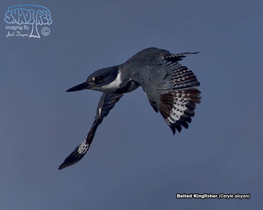 Belted Kingfisher - Ceryle alcyon