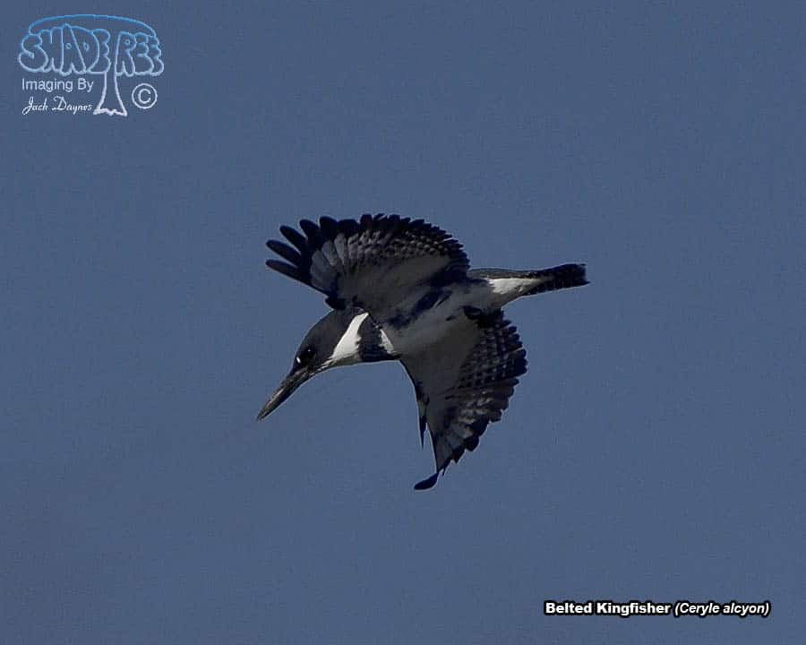 Belted Kingfisher - Ceryle alcyon