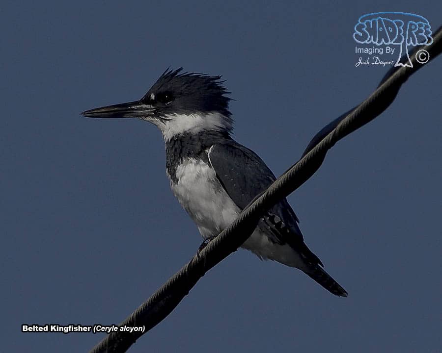 Belted Kingfisher - Ceryle alcyon