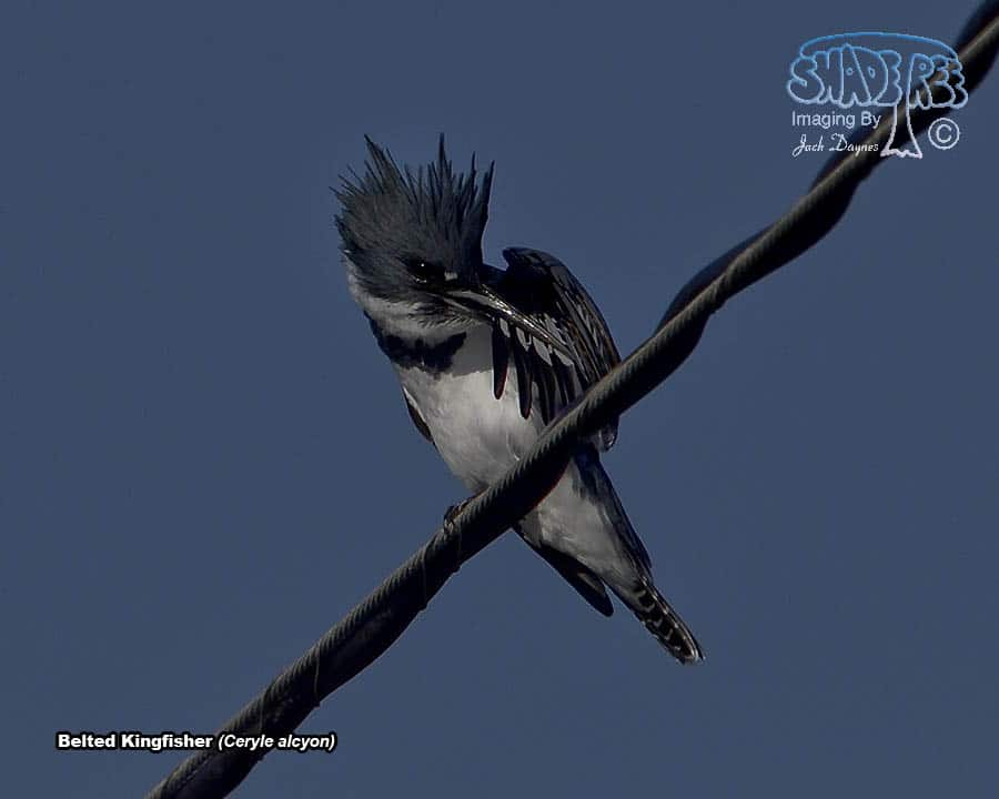 Belted Kingfisher - Ceryle alcyon