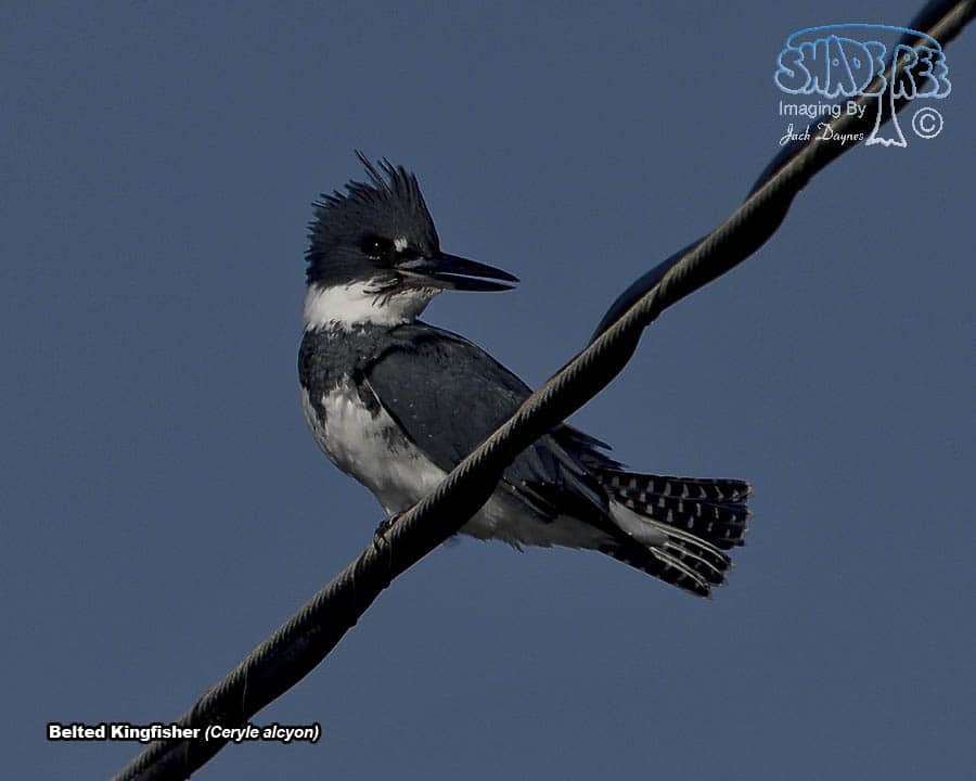 Belted Kingfisher - Ceryle alcyon