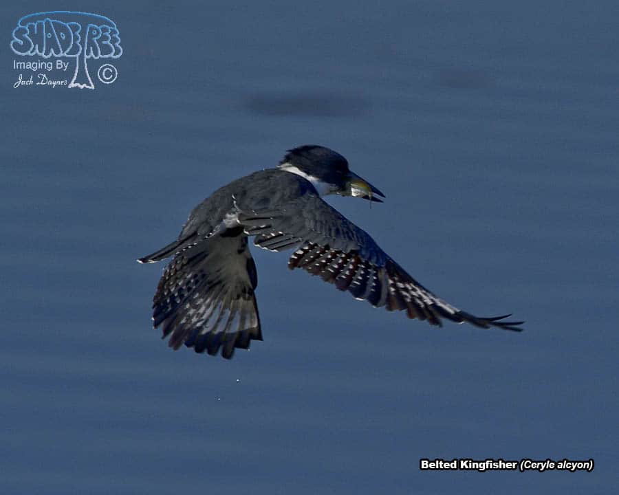 Belted Kingfisher - Ceryle alcyon