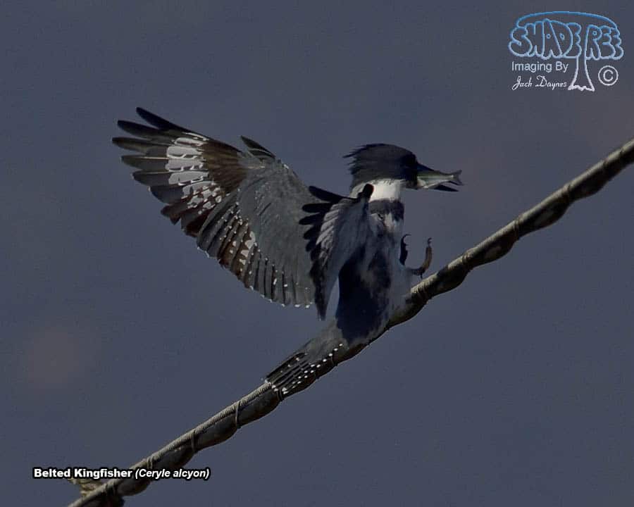 Belted Kingfisher - Ceryle alcyon