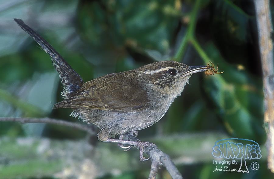 Bewick's Wren - Thryomanes bewickii