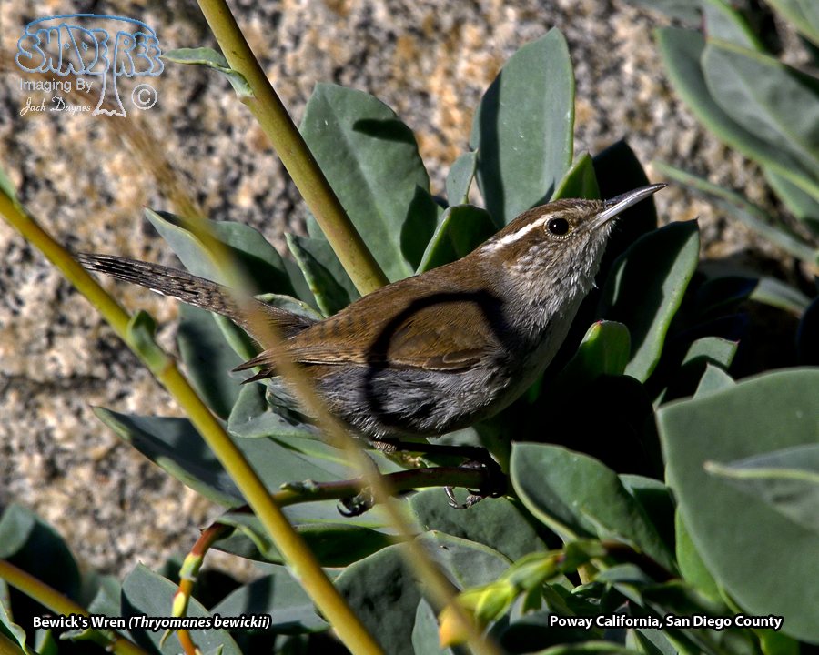 Bewick's Wren - Thryomanes bewickii
