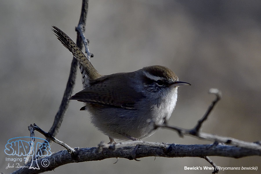 Bewick's Wren - Thryomanes bewickii