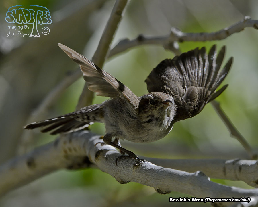 Bewick's Wren - Thryomanes bewickii