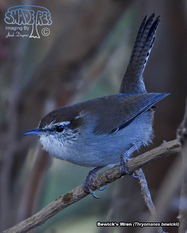 Bewick's Wren - Thryomanes bewickii