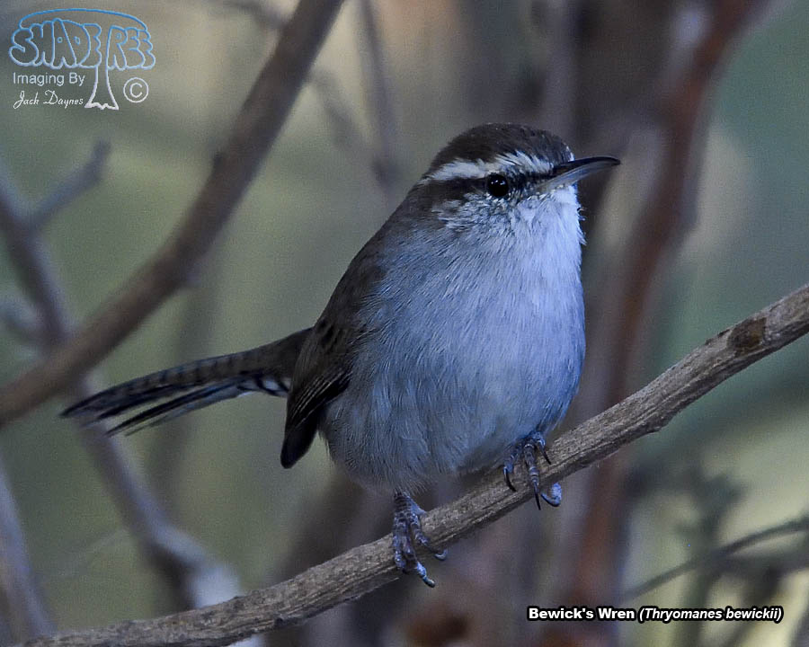 Bewick's Wren - Thryomanes bewickii