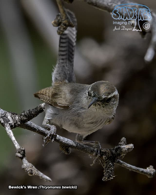 Bewick's Wren - Thryomanes bewickii