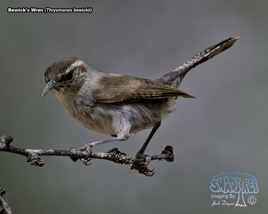 Bewick's Wren - Thryomanes bewickii