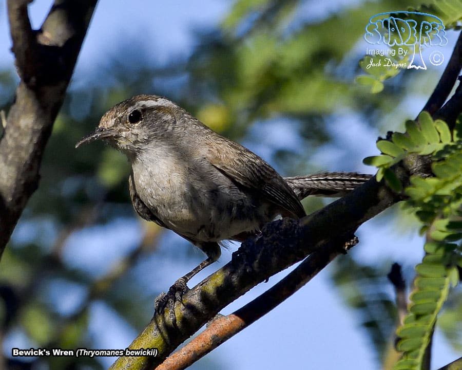 Bewick's Wren - Thryomanes bewickii