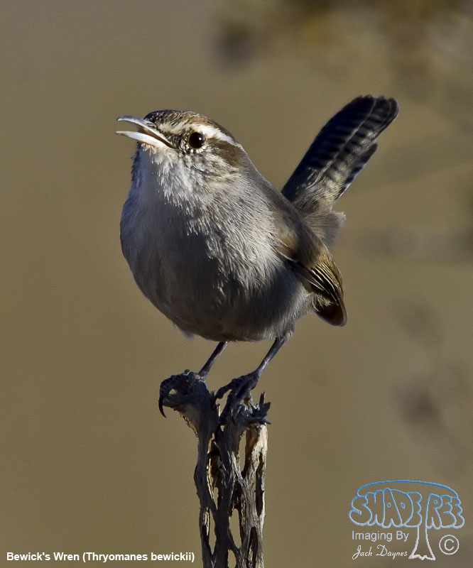 Bewick's Wren - Thryomanes bewickii