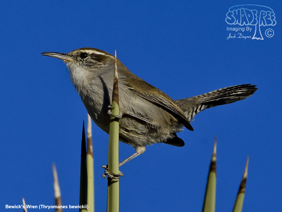 Bewick's Wren - Thryomanes bewickii