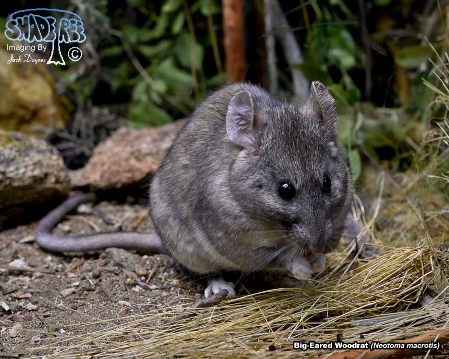 Big-Eared Woodrat - Neotoma macrotis
