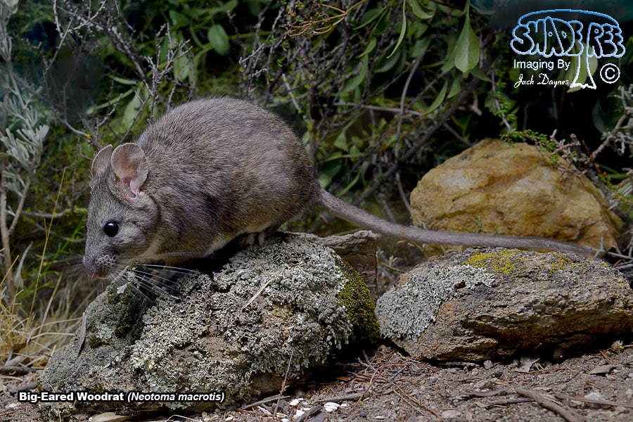 Big-Eared Woodrat - Neotoma macrotis