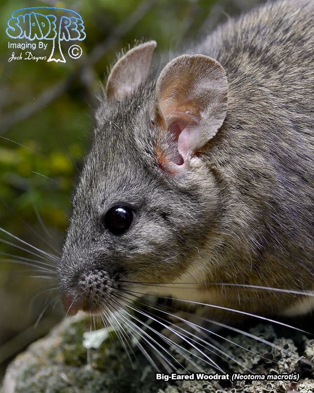 Big-Eared Woodrat - Neotoma macrotis