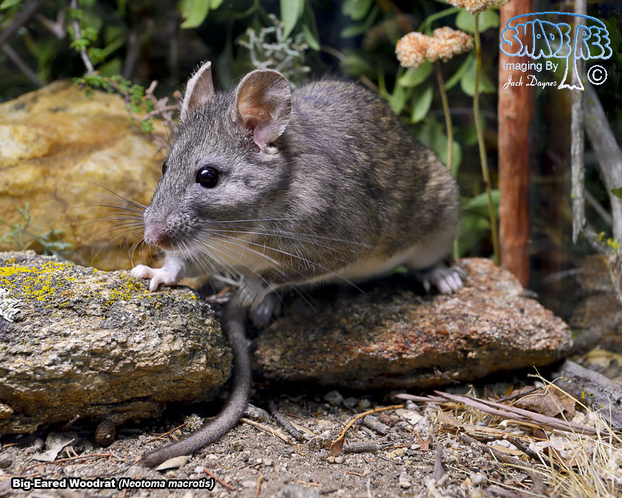 Big-Eared Woodrat - Neotoma macrotis