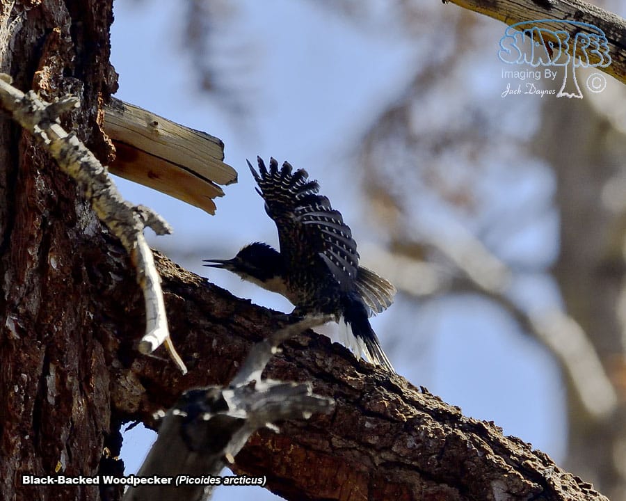 Black-Backed Woodpecker - Picoides arcticus