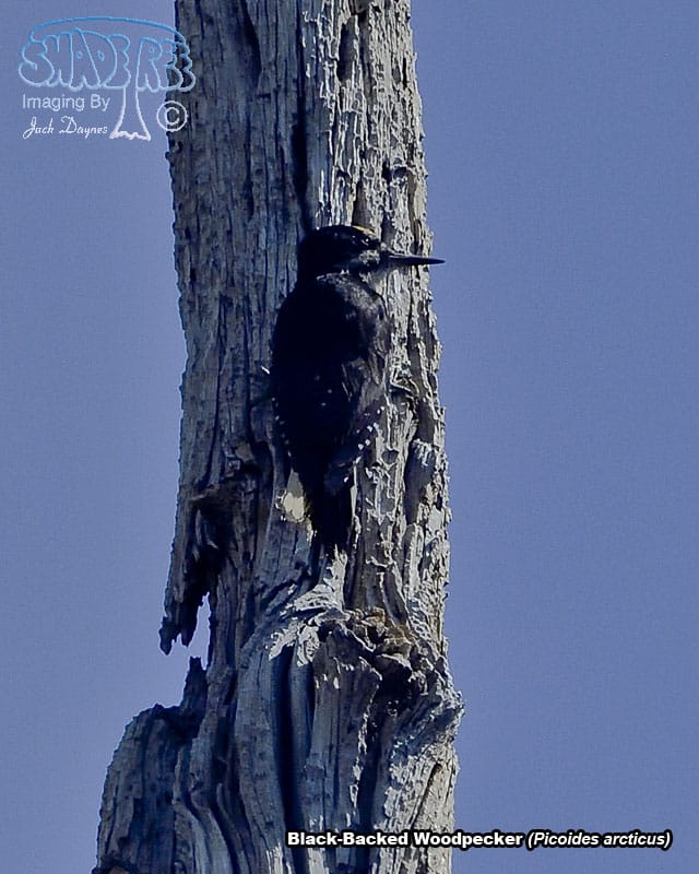 Black-Backed Woodpecker - Picoides arcticus