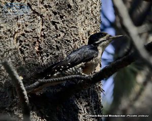 2017-07-08 Woodpecker Chase